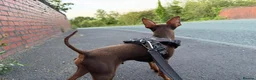 Miniature Pinscher dogs for sale: Vincent — Chocolate & Tan Miniature Pinscher - Advert 4