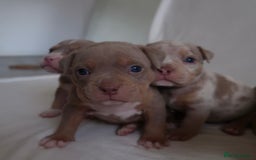 American Bully dogs for sale: Pocket Bully Puppies For Sale📲✅ - Image 9