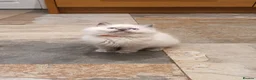 Ragdoll cats for sale: Beautiful GCCF Registered Ragdoll Kittens. - Advert 6