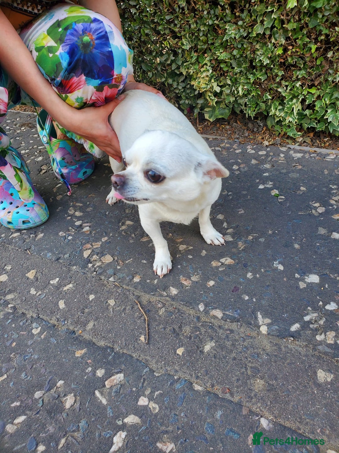 Chihuahua dogs for sale: Pedigree Chihuahua. 7 Years old & Vaccinated - Advert 11