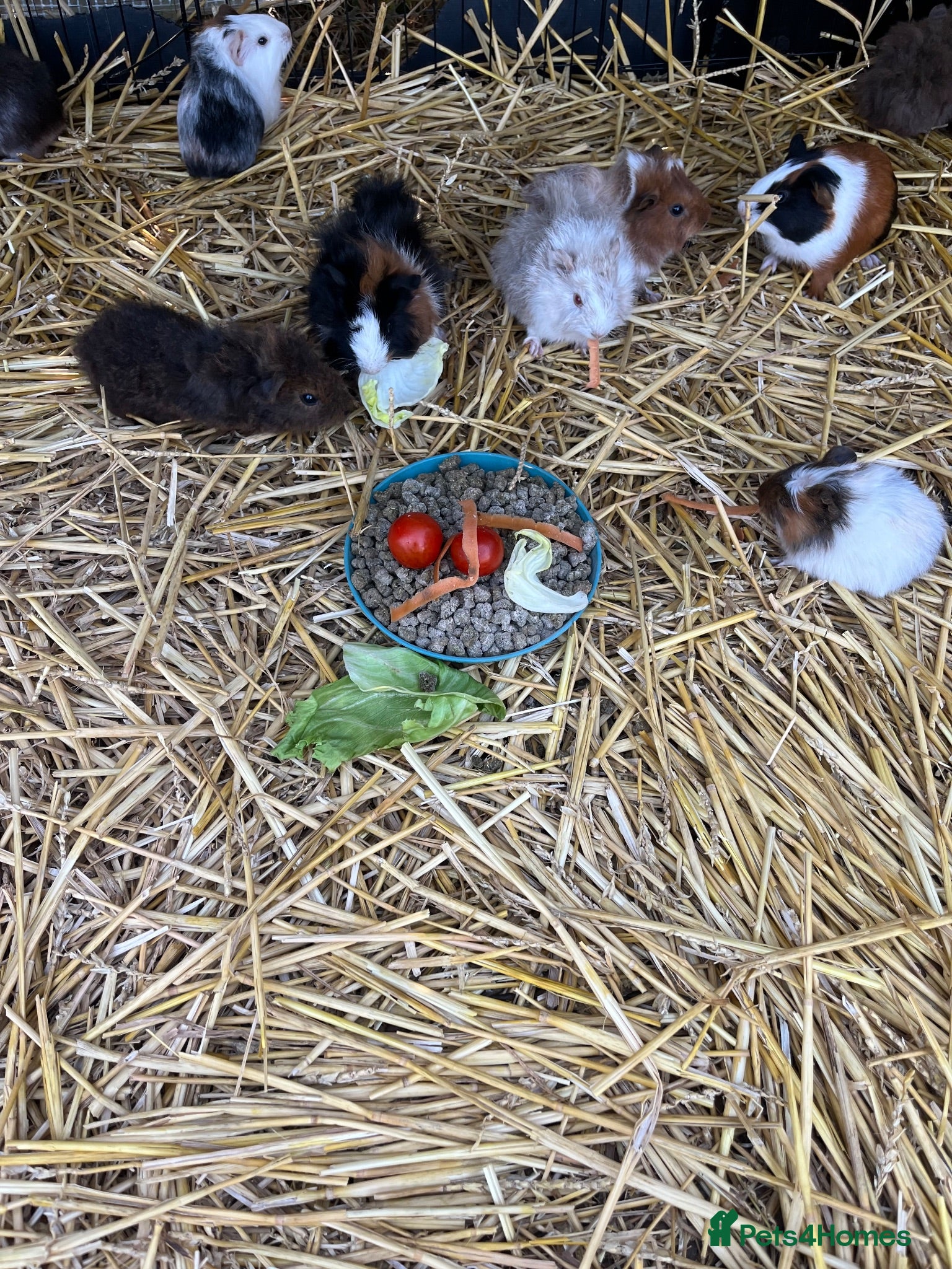 Guinea Pig rodents Guinea Pigs - Advert 2