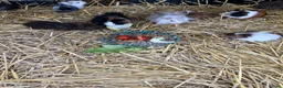 Guinea Pig rodents for sale: Guinea Pigs - Advert 1