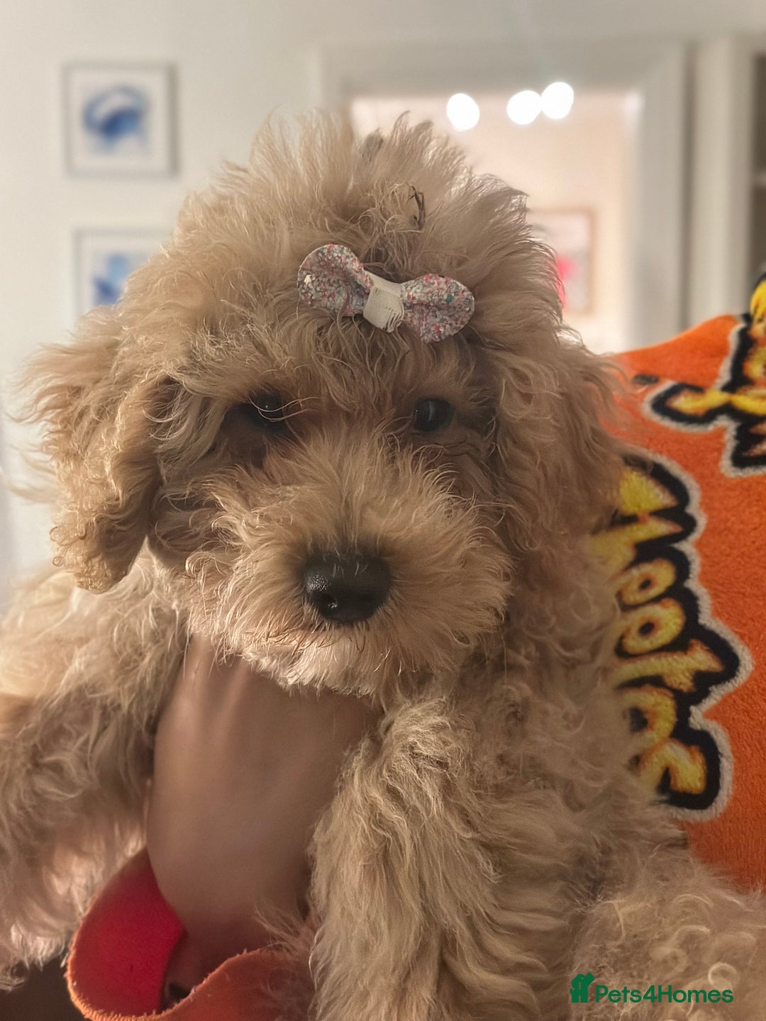 Maltipoo dogs for sale: Stunning 3-Month-Old Maltipoo Puppy - Advert 8