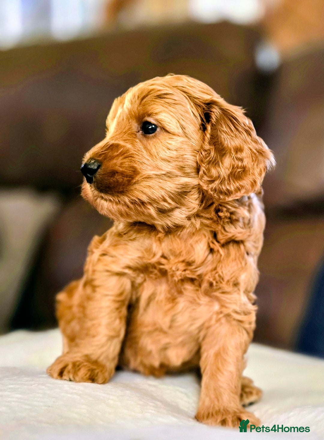 Cockapoo dogs for sale: Stunning F1b cockerpoo male - Advert 7
