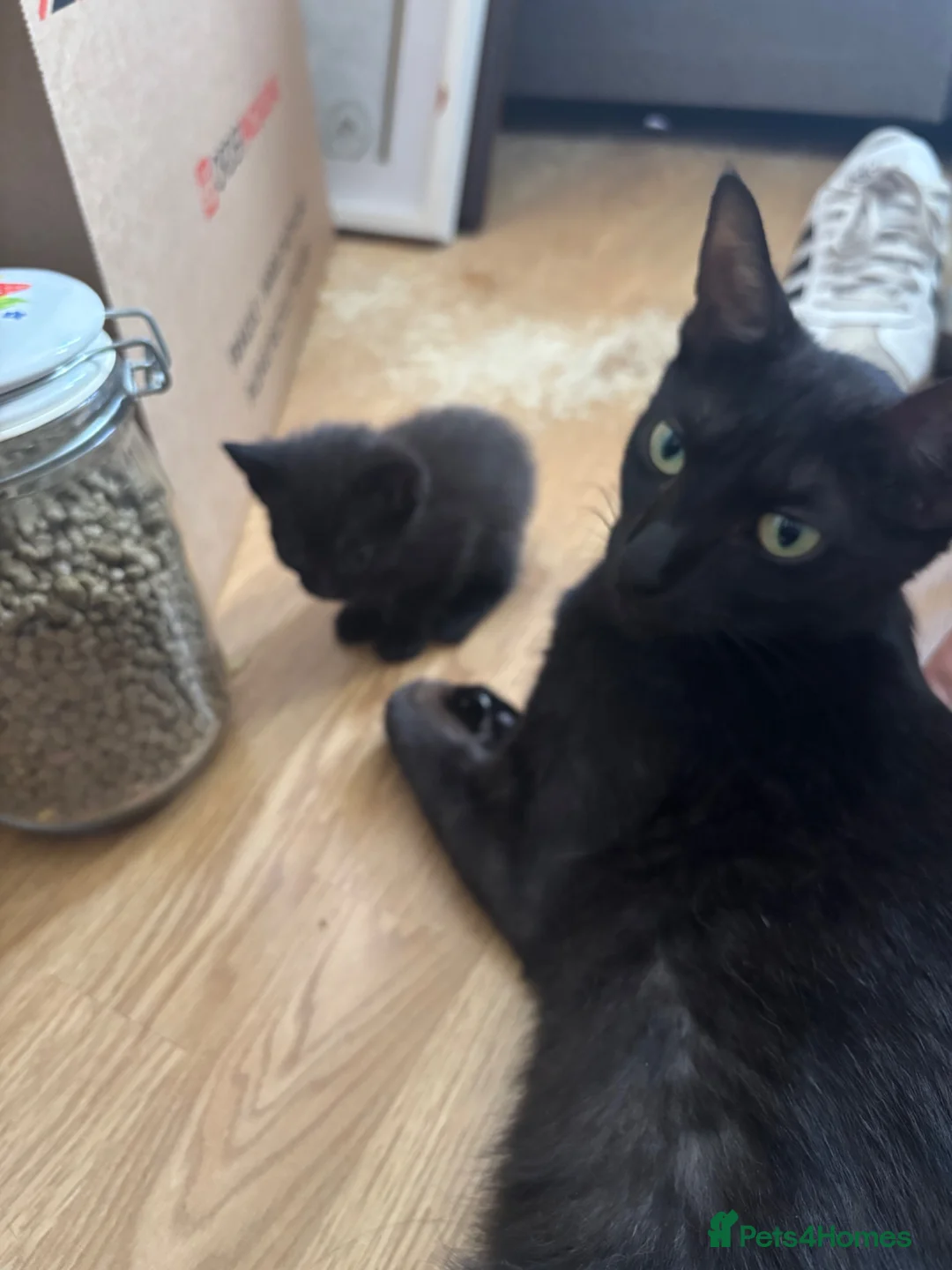 Mixed Breed cats for sale: 5 Stunning Kittens - Advert 1