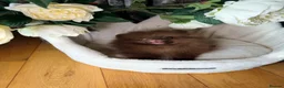 Pomeranian dogs for sale: Chocolate Pomeranian Girl and boys - Advert 13