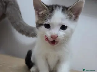 Mixed Breed cats Ragdoll/ Persian x Siberian/bsh kittens 😸 ♥️ - Advert 4