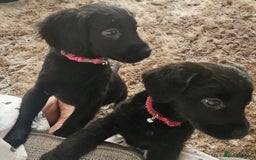 Mixed Breed dogs for sale: Lab spaniel puppies  - Image 5