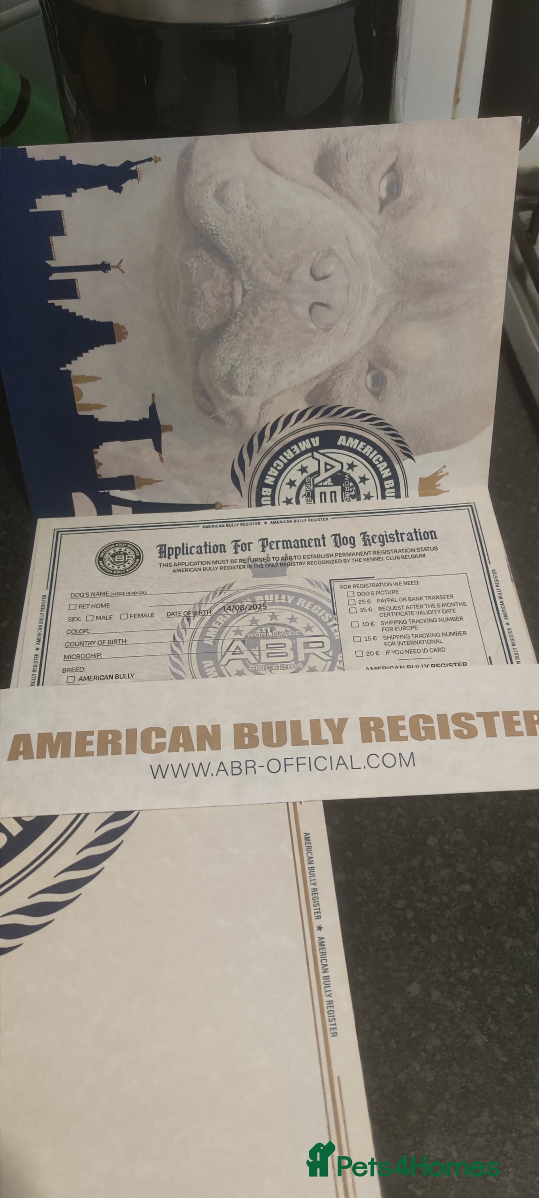 American Bully dogs for sale: Micro Exotic Bully ABR Females - Image 11