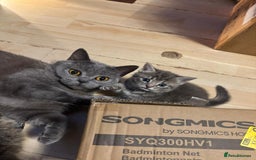 Mixed Breed cats for sale: Tabby girls kitten - Image 12