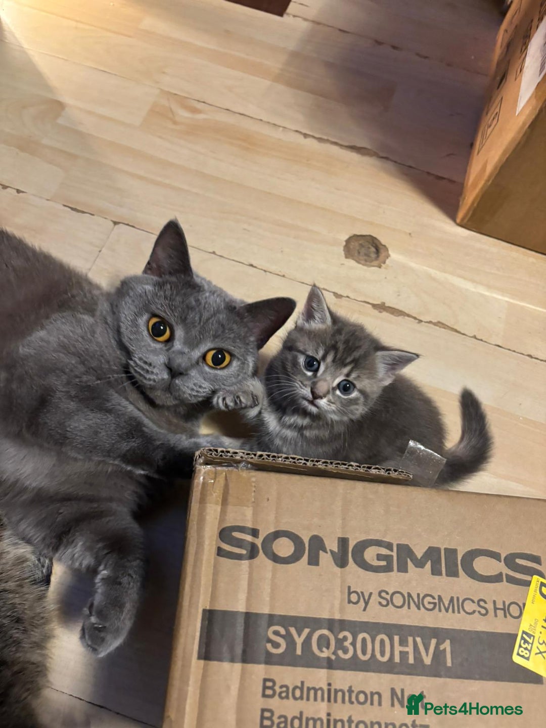 Mixed Breed cats for sale: Tabby girls kitten - Image 12