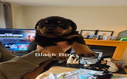 Rottweiler dogs for sale: Chunky Rottweiler puppies - Image 4