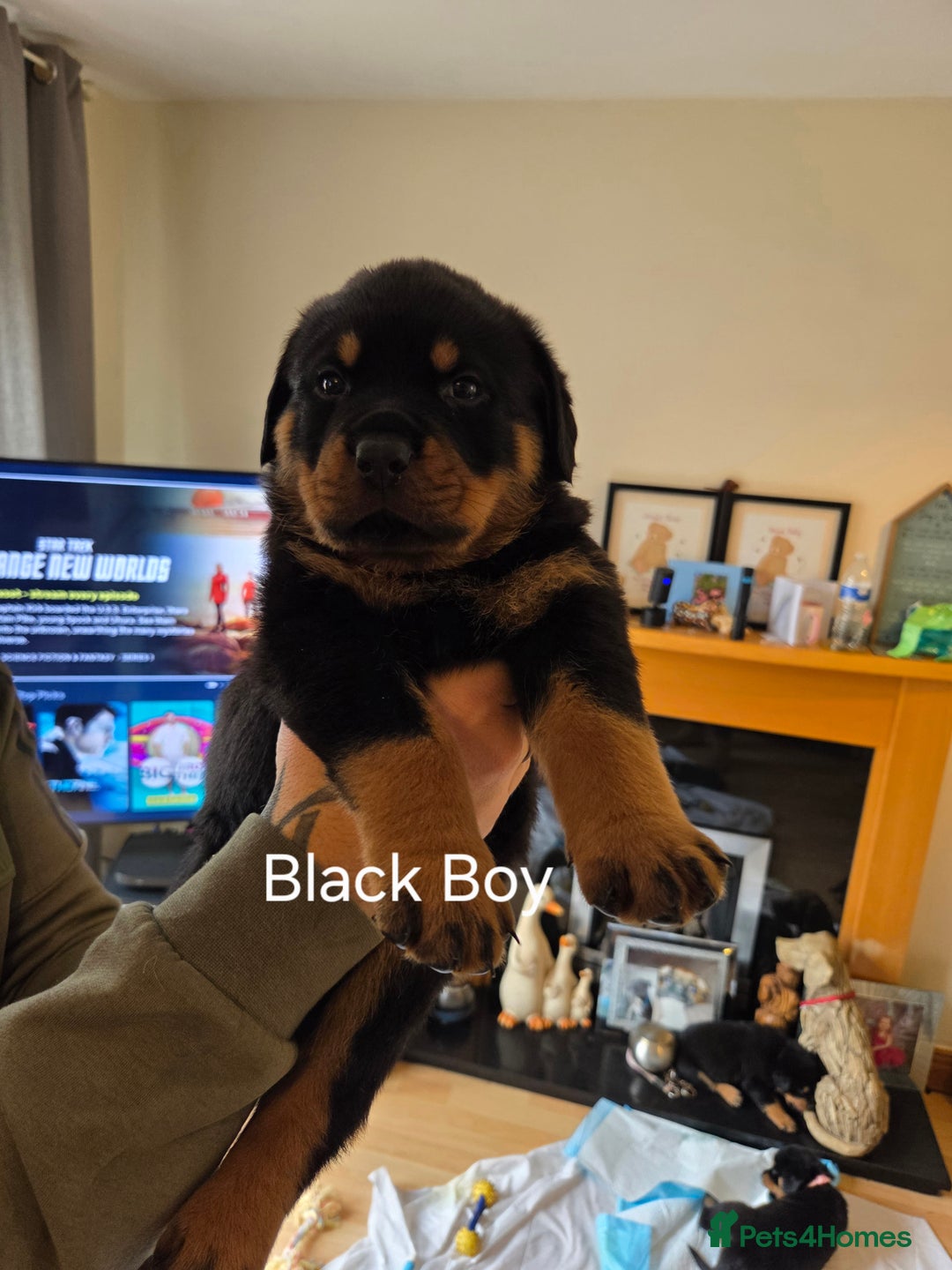 Rottweiler dogs for sale: Chunky Rottweiler puppies - Image 4