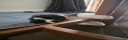 Mixed Breed dogs for sale: 4 beautiful saint burnard x akita puppies  - Advert 8