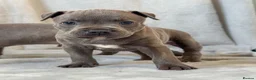 Staffordshire Bull Terrier dogs for sale: Stunning Staffordshire Bull Terriers! - Advert 11