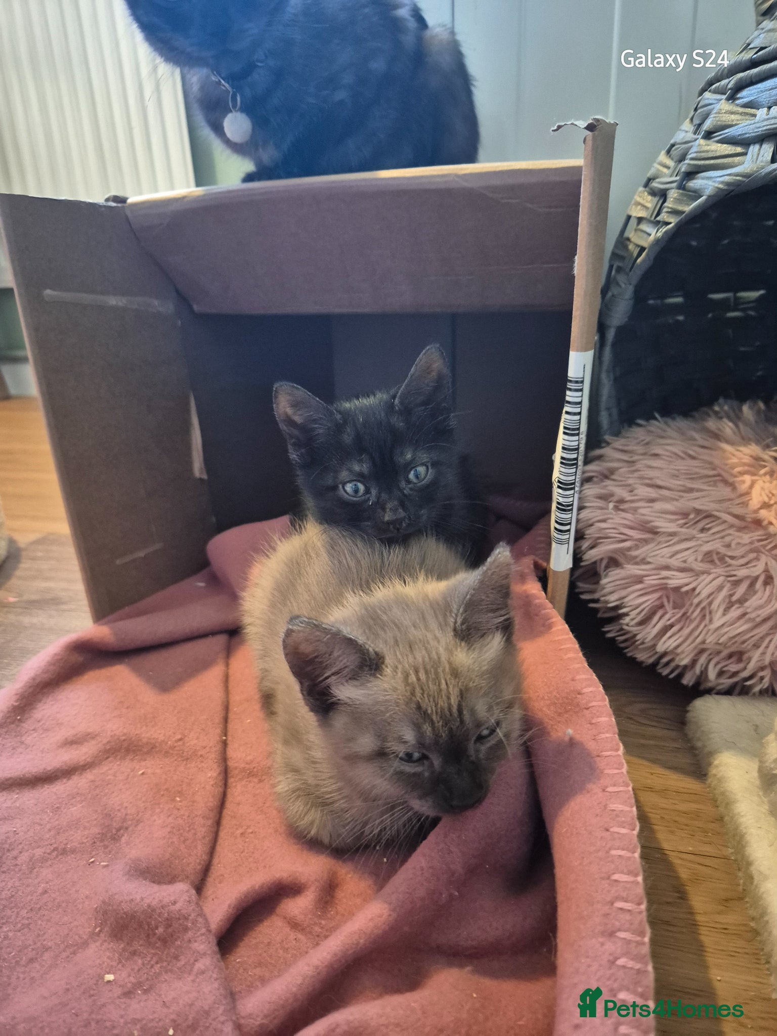 Mixed Breed cats 2 girls amazing kittens - Advert 8