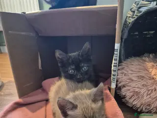 Mixed Breed cats 2 girls amazing kittens - Advert 17