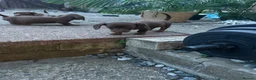 Miniature Dachshund dogs for sale: 6 beautiful miniature dachshund puppies - Advert 8