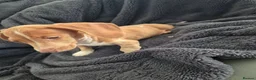 Miniature Dachshund dogs for sale: LAST 3x Dachshund boys ready NOW fully vacs - Advert 10