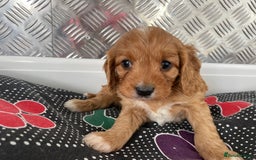 Cavapoo dogs for sale: F1 CAVAPOO puppies for sale  - Image 16