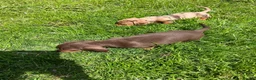 Miniature Dachshund dogs for sale: Mini Dachshund puppies  - Advert 13
