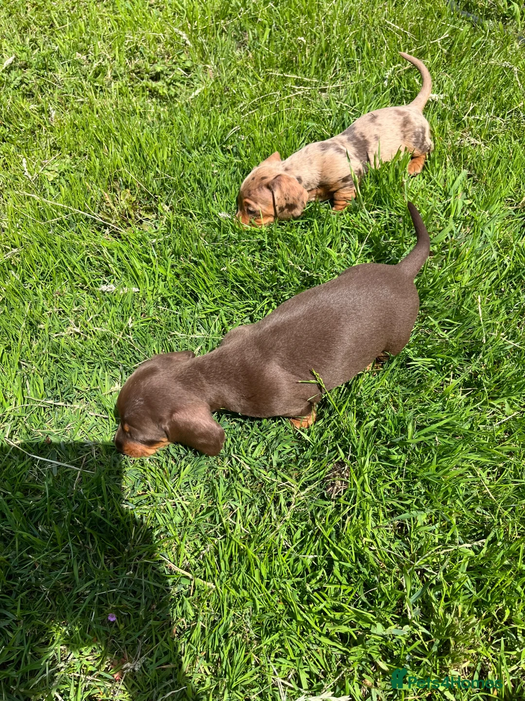 Miniature Dachshund dogs for sale: Mini Dachshund puppies  - Advert 13