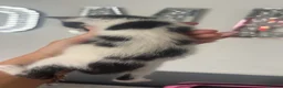 Mixed Breed cats for sale: Stunning kittens mix of colours long/short haired  - Advert 20