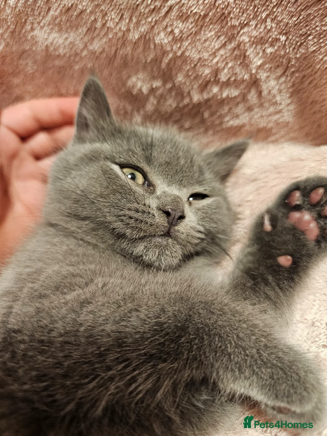 Mixed Breed cats for sale: Beautiful British Shorthair Blue Kittens - Advert 2