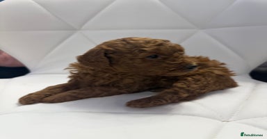 Maltipoo dogs Maltipoo pups ready to go around 22nd December - Advert 8