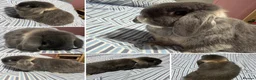 Mini Lop rabbits for sale: Bonded Mini Lop Pair - Looking for a Forever Home in Southampton - Advert 3