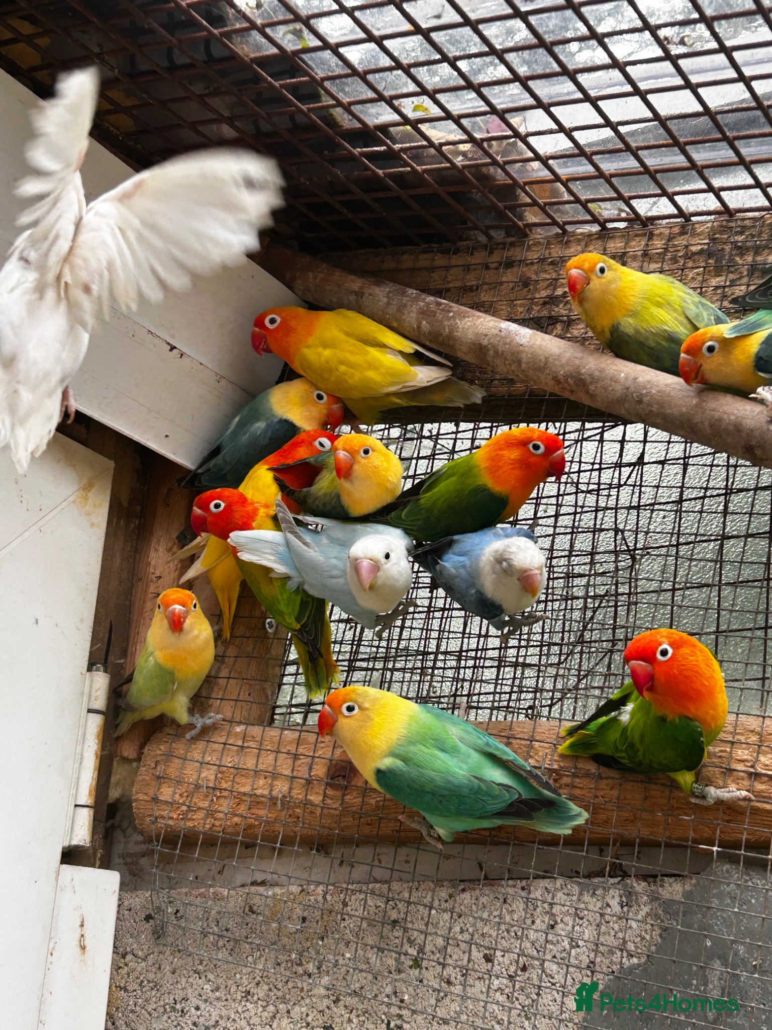 Lovebirds birds Beautiful baby and adult lovebird - Advert 4