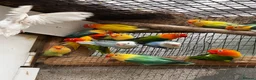 Lovebirds birds for sale: Beautiful baby and adult lovebird - Advert 1