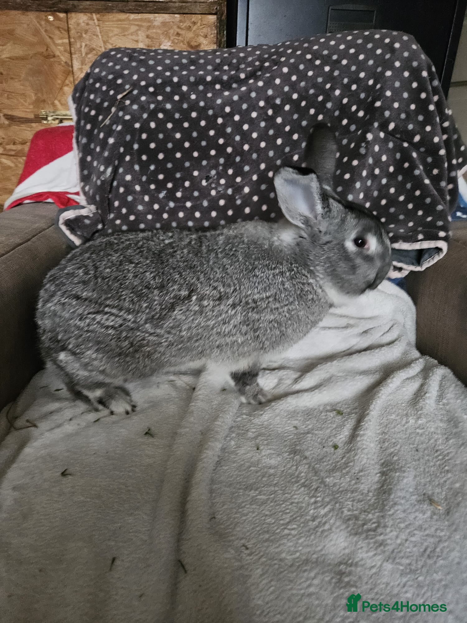Californian rabbits Chinchilla Californian boy - Advert 2