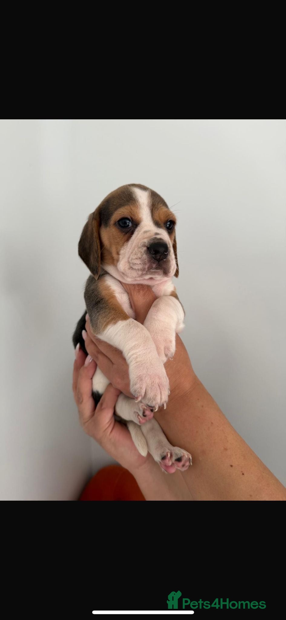 Beagle Puppy 4