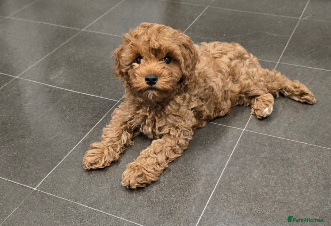 Cavapoochon dogs for sale: Male non-fade cavapoochon for sale - Image 1