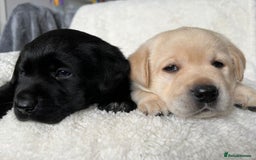 Labrador Retriever dogs for sale: Show Chunky Black & Yellow Labradors  - Advert 10