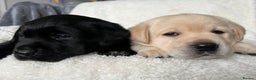 Labrador Retriever dogs for sale: Show Chunky Black & Yellow Labradors  - Advert 10