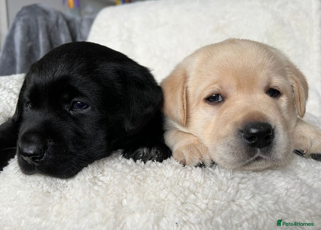 Labrador Retriever dogs for sale: Show Chunky Black & Yellow Labradors  - Advert 10