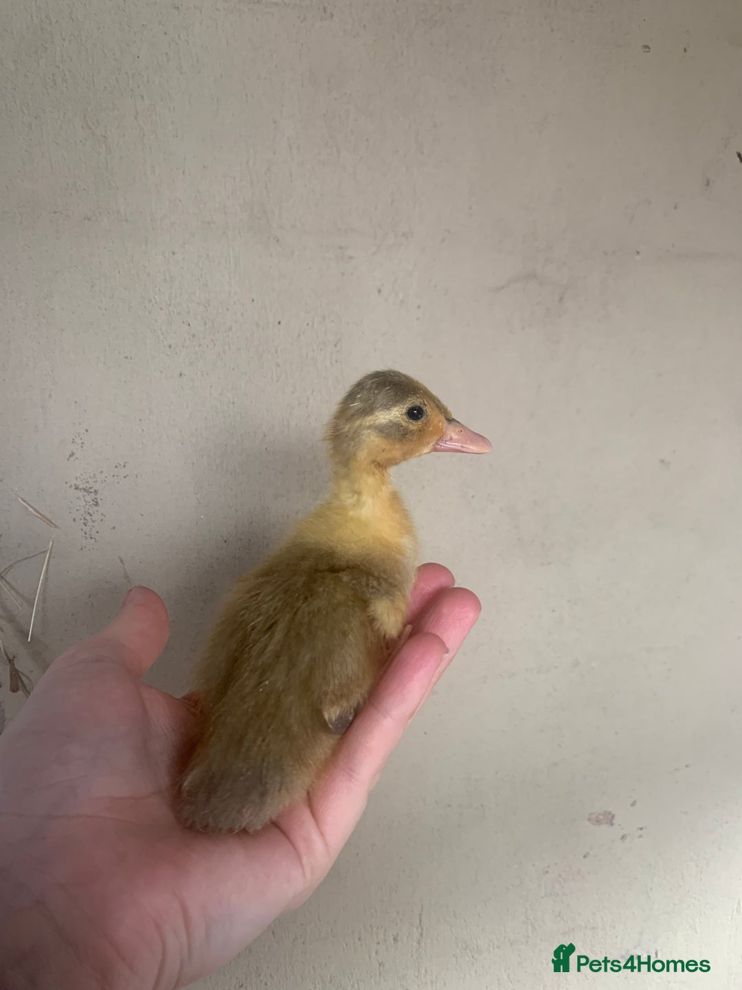 Ducks poultry for sale: Runner Ducks - Advert 9