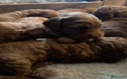 Cockapoo dogs for sale: Cockapoo puppies in Preston - Image 20