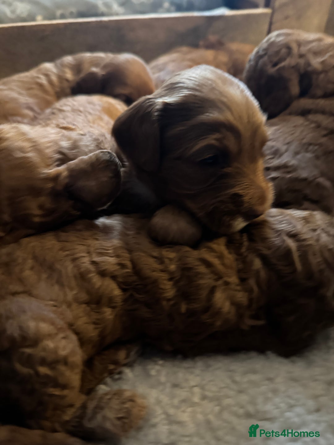 Cockapoo dogs for sale: Cockapoo puppies in Preston - Image 20