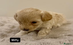 Maltipoo dogs for sale: Adorable F1B Merle** Maltipoo Puppies for sale - Image 14