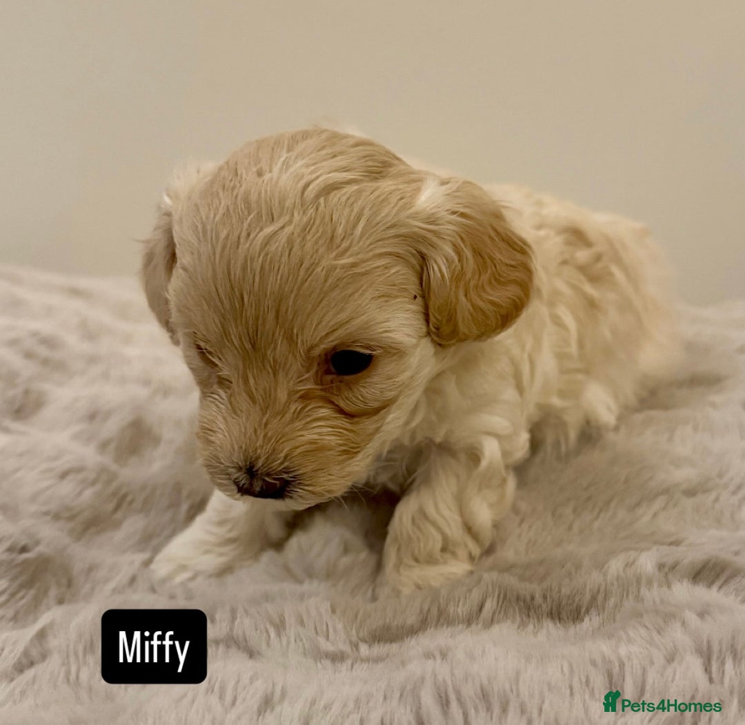 Maltipoo dogs for sale: Adorable F1B Merle** Maltipoo Puppies for sale - Image 14