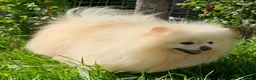 Pomeranian dogs for adoption: 🐾 RICHARD – Male Pomeranian 🐾 - Advert 4
