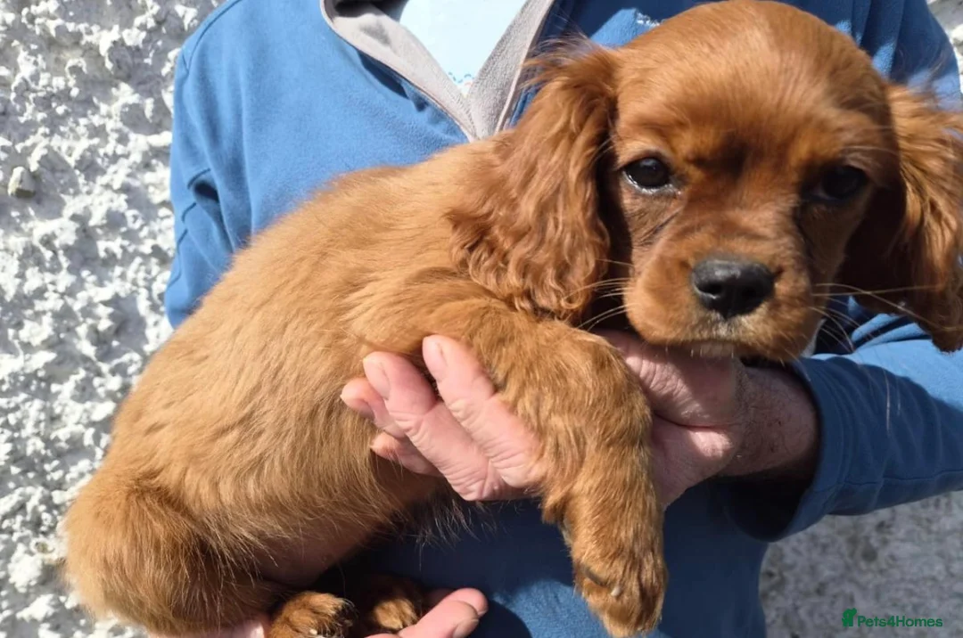 Cavalier King Charles Spaniel dogs for sale: King Charles Cavalier Puppies in Bognor Regis - Advert 2