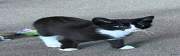 Domestic Shorthair cats for sale: 11 week old male kitten - Advert 8