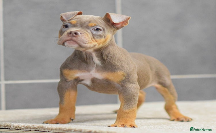 Olde English Bulldogge dogs - Advert 6