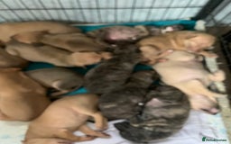 Lurcher dogs for sale: Family friendly pups - Image 1