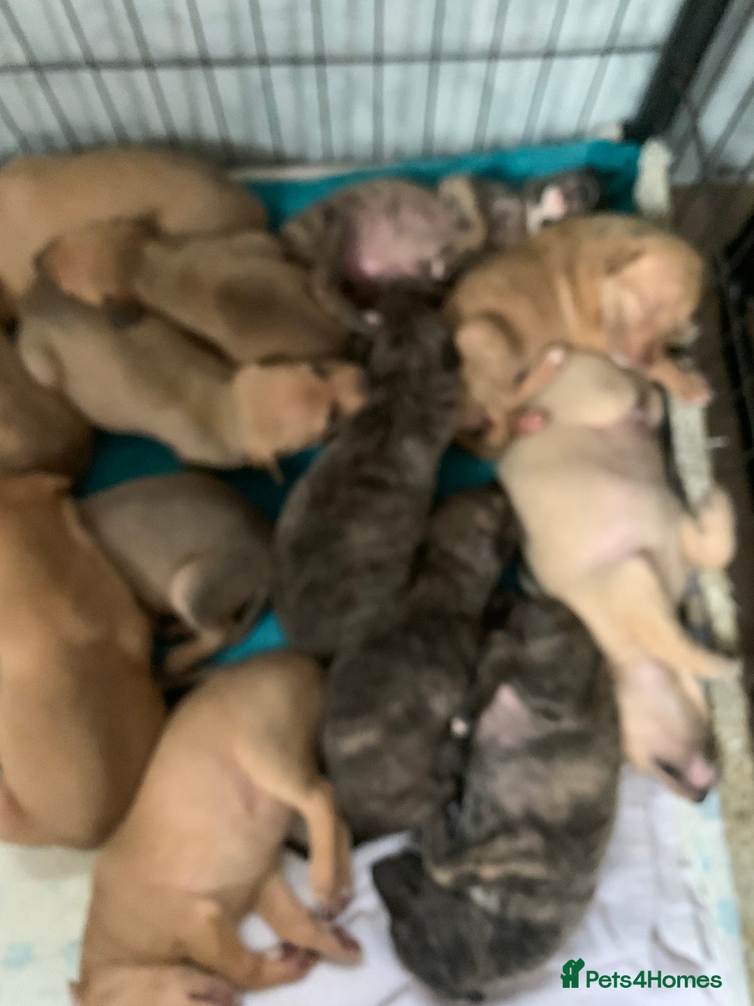Lurcher dogs for sale: Family friendly pups - Image 1