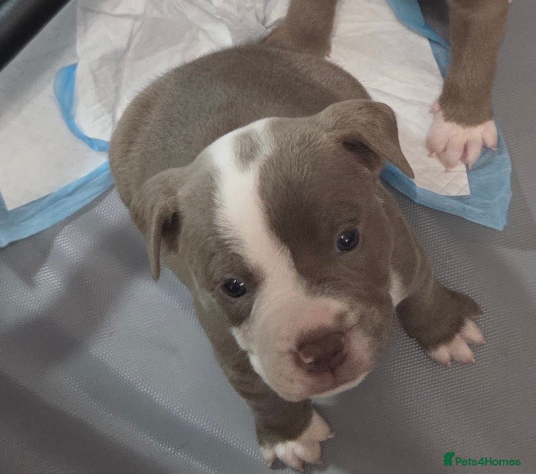 Mixed Breed dogs for sale: Old english bulldog cross american bulldog 😍❤️  - Advert 30